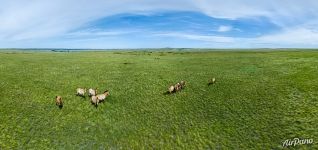 Przewalski's horses. Orenburg Nature Reserve, Russia