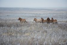 Harem group of Przewalski's horses in winter. Pre-Ural Steppe