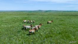 Family group of Przewalski’s horses. Orenburg Nature Reserve. Pre-Ural Steppe. Russia