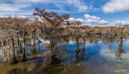 Cypress grove in Texas