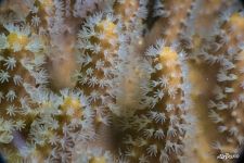 Coral polyp