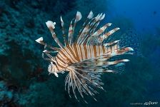 Pterois miles, the devil firefish or common lionfish