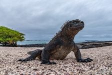 Marine iguana, Galapagos Islands, Equador