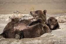 Bear family: mom and kids
