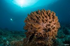 Corals #24