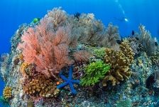 Tubbataha Reef, Philippines