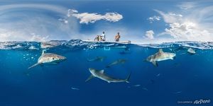 Gardens of the Queen, Cuba. Split-panorama with sharks