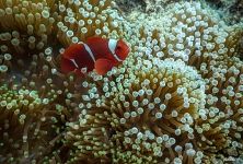 Corals #38