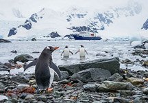 Penguins in Antarctica #5