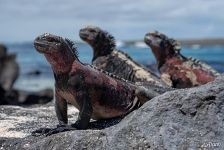 Sea iguanas