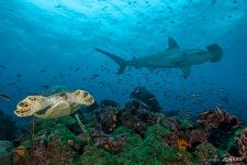Underwater world of the Galapagos Islands
