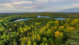 Forest of Solovetsky Islands in fall
