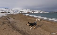 With true friends on the southern coast of the Arctic Ocean