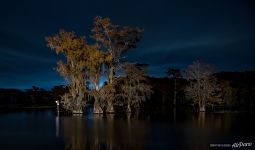 Bald cypress lake at night