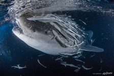 Whale shark, Maldives
