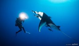 Diver, manta ray and сleaner fish