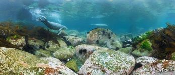 Diving with larga seals