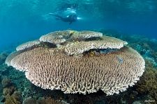 Corals #26