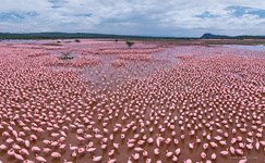 Flamingo, Kenya, Lake Bogoria #6