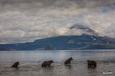 Bears in the Kurile lake