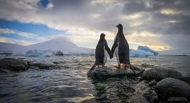Penguins in Antarctica Penguins in Antarctica