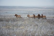 Harem group of Przewalski's horses in winter. Pre-Ural Steppe Harem group of Przewalski's horses in winter. Pre-Ural Steppe
