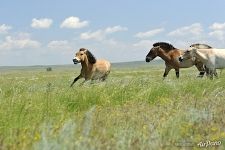 Young stallion Pepper fleeing from Aven, harem stallion. Pre-Ural Steppe Young stallion Pepper fleeing from Aven, harem stallion. Pre-Ural Steppe