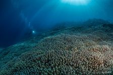 Corals Corals