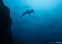 Hammerhead shark Hammerhead shark