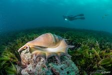 Shell at the bottom of the sea Shell at the bottom of the sea