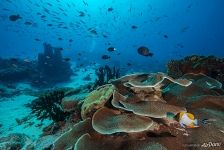 Corals Corals