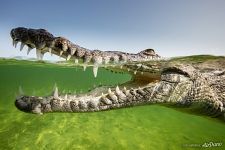 Crocodile Crocodile