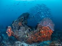 Fishes on a coral reef Fishes on a coral reef