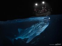 Whale shark at night. Maldives Whale shark at night. Maldives