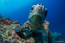 Curious turtle Curious turtle