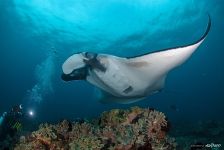 Manta ray Manta ray