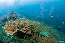 Fishes on a coral reef Fishes on a coral reef