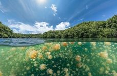 Split with Jellyfishes Split with Jellyfishes