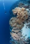 Corals #53