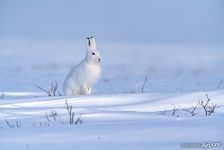Animals of Polar Urals #2