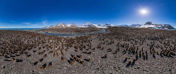 Penguins, South Georgia Island #20 Penguins, South Georgia Island #20