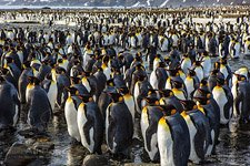 Penguins, South Georgia Island #2 Penguins, South Georgia Island #2